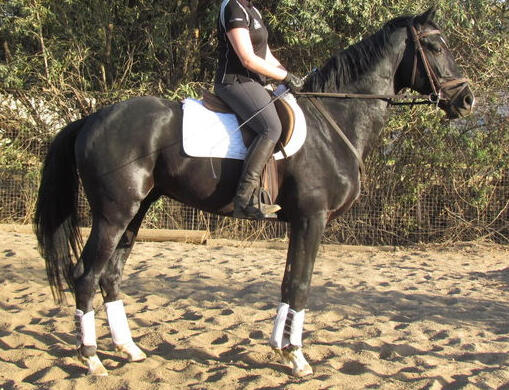 Dam: Huistzoo Twilight