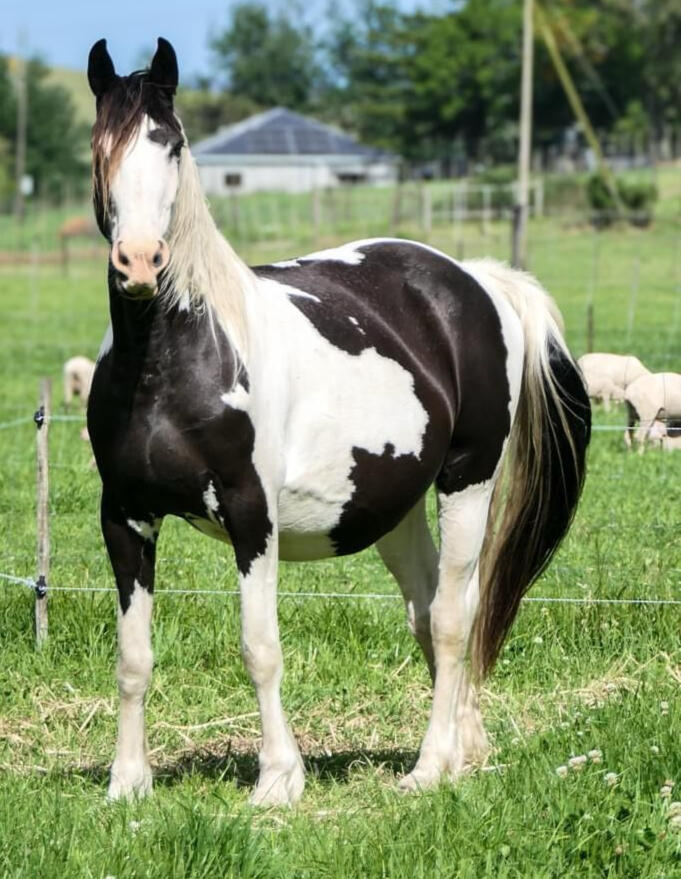 Dam: Huistzoo Twilight