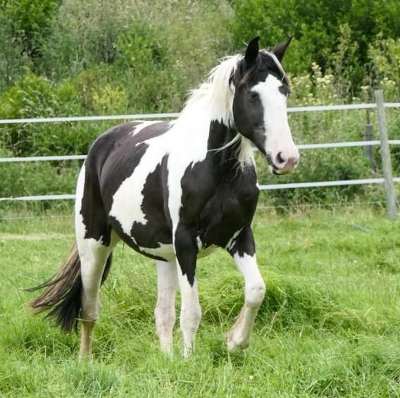 Dam: Juistzoo Twilight